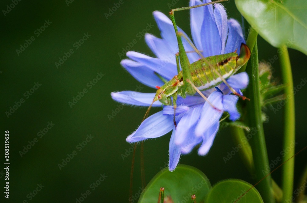 Wall mural grasshopper on flower