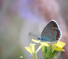 butterfly on flower