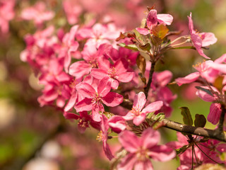 Obraz na płótnie Canvas pink apple blossoms on a blurred background