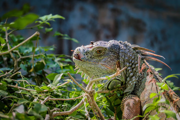 Iguana