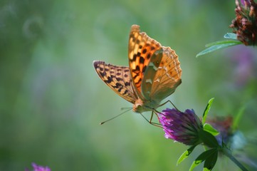 butterfly on flower