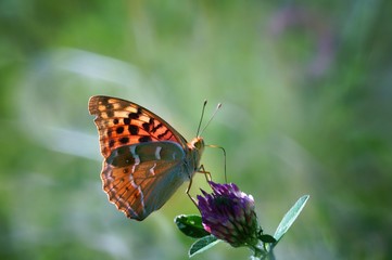 butterfly on flower