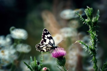 butterfly on flower