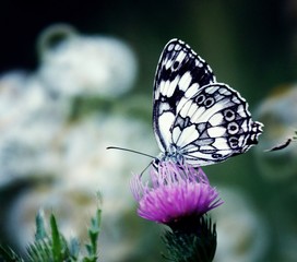 butterfly on flower