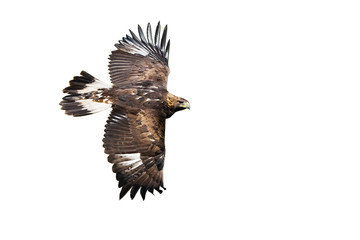 Side view of golden eagle, aquila chrysaetos, flying with wings spreading wide isolated on white background. Wild bird of prey in flight cut out. Fast animal moving.