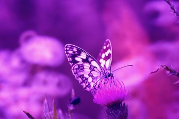 butterfly on a flower