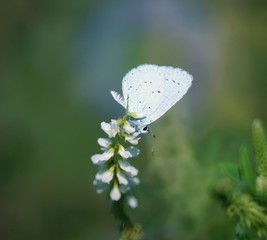 white butterfly on a flower