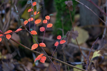 Kleine rote Blätter an einem Ast im Herbst