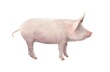 big pig isolated on white background
