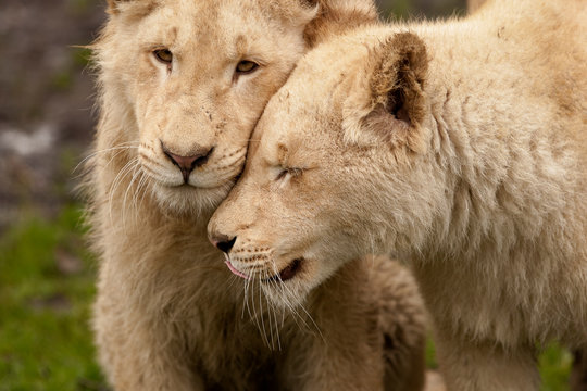 knuffelende broer en zus leeuw