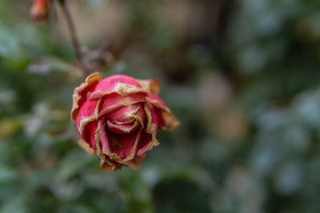 Verwelkte Rose