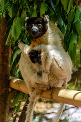 Madagascar