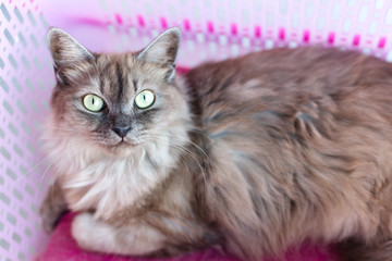 Fototapeta premium brown cat 