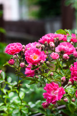 Flowers of pink climbing roses closeup
