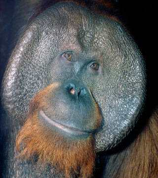 OrangUtan