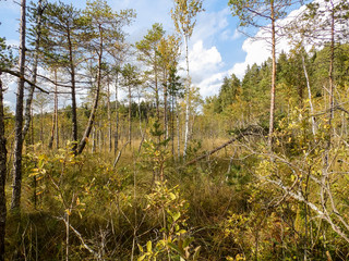 bog landscape background with small birches, moss and grass