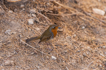 Robin with red breast perched on the ground. Red-breasted bird in Qumran National Park. 