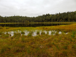landscape with swamp grass in the foreground and swamp lakes in the background