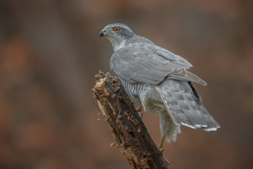 Goshawk perched in a forest