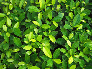green leaves background