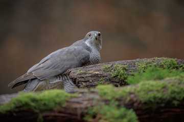 A goshawk on the forest floor