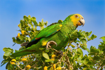 Green yellow amazon parrot in tree