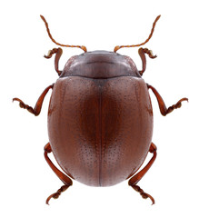 Beetle Chrysolina blanchei on a white background
