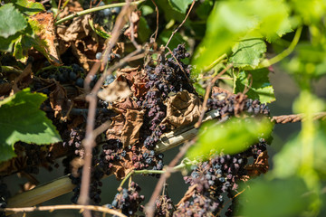 Cluster of dry red grapes in espalier vines in Rias Baixas, Pontevedra, Galicia, Spain.