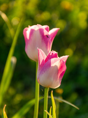 beautiful tulip petal fragments on a blurred background