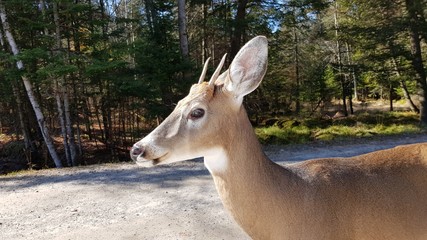 Cerf regardant au loin