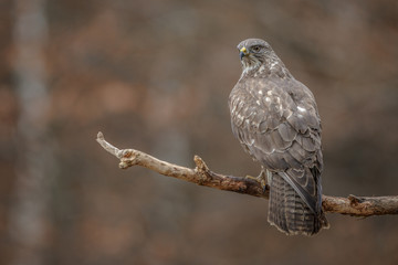 Common buzzard looking around