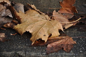 Falling autumn dried leaf on the floor