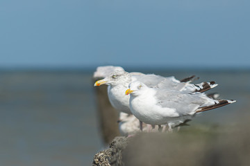 Seagulls on the pole