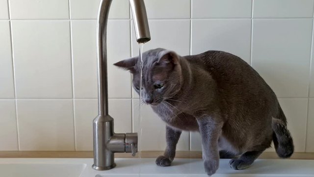 Un chat jouant avec un filet d'eau dans l'&eacute;vier d'une cuisine