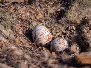 Osprey eggs in nest on Hawar Islands, Bahrain