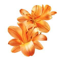 A bouquet of bright orange lily flowers isolated