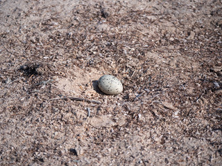 Tern egg in nest on Hawar Islands, Bahrain