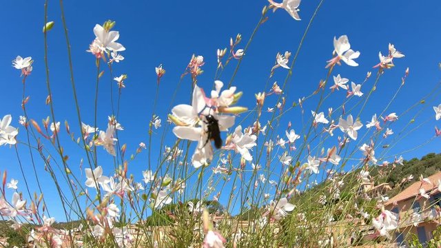 Fleurs et insecte sous un ciel bleu dans le sud de la France