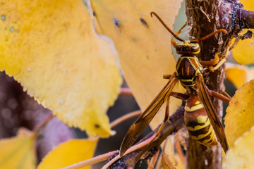 Wasp in Autumn Leaves