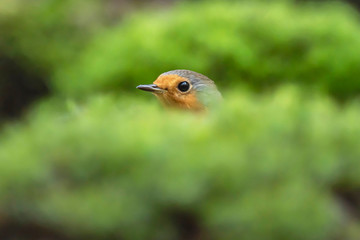 Head of redbreast between moss.