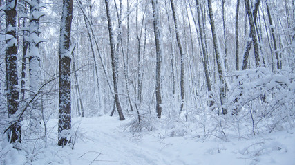 Obraz premium Beautiful landscape in winter forest. Snowy scenery in wood