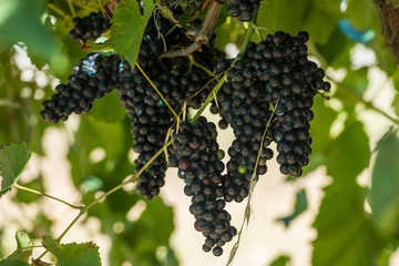 Bunches of red grapes in espalier vines in Rias Baixas, Pontevedra, Galicia, Spain.