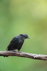 Female blackbird on branch in summer forest.