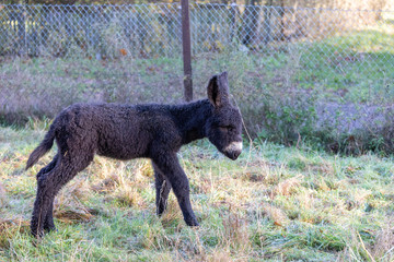 Rare Poitou donkey foal