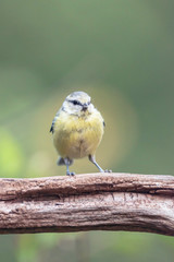 Juvenile blue tit on branch in summer forest.