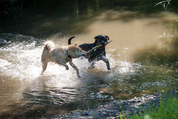 A young dog East-Siberian huskies and a Rottweiler in the summer on the river in Central Russia