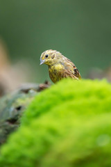 Juvenile greenfinch on mossy forest ground.