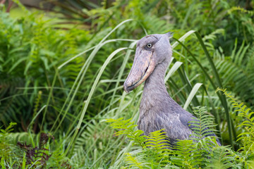 Prehistoric-looking Shoebill Stork in the Mabamba Swamps of Lake Victoria at Entebbe, Uganda, Africa.
