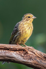 Juvenile greenfinch on branch in summer forest.