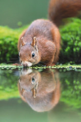 Red squirrel drinking at mossy forest pond.